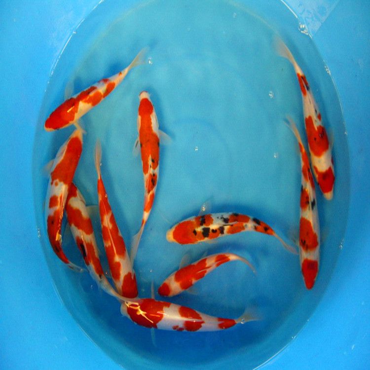 锦鲤鱼苗7