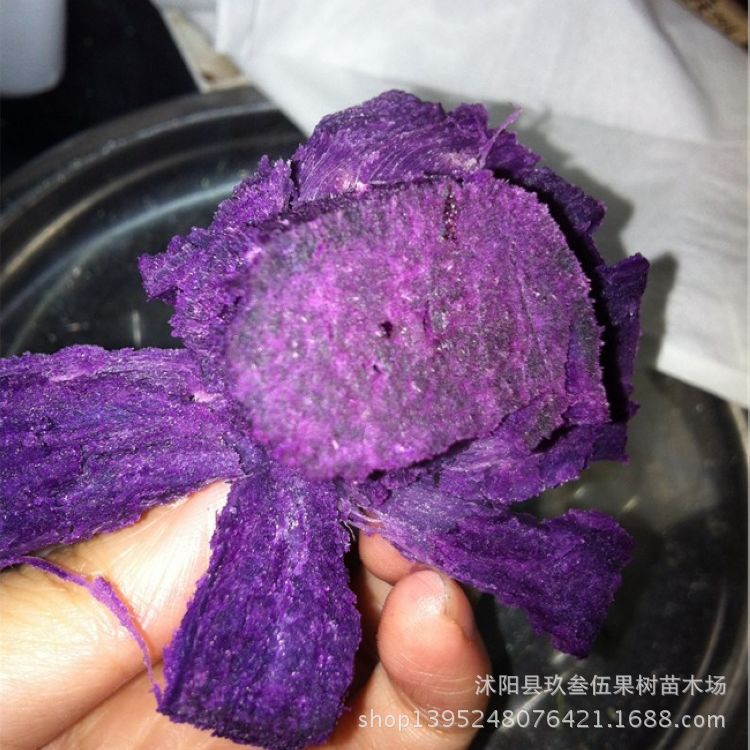 特价猕猴桃果树苗盆栽\/地栽猕猴桃树苗紫美 猕