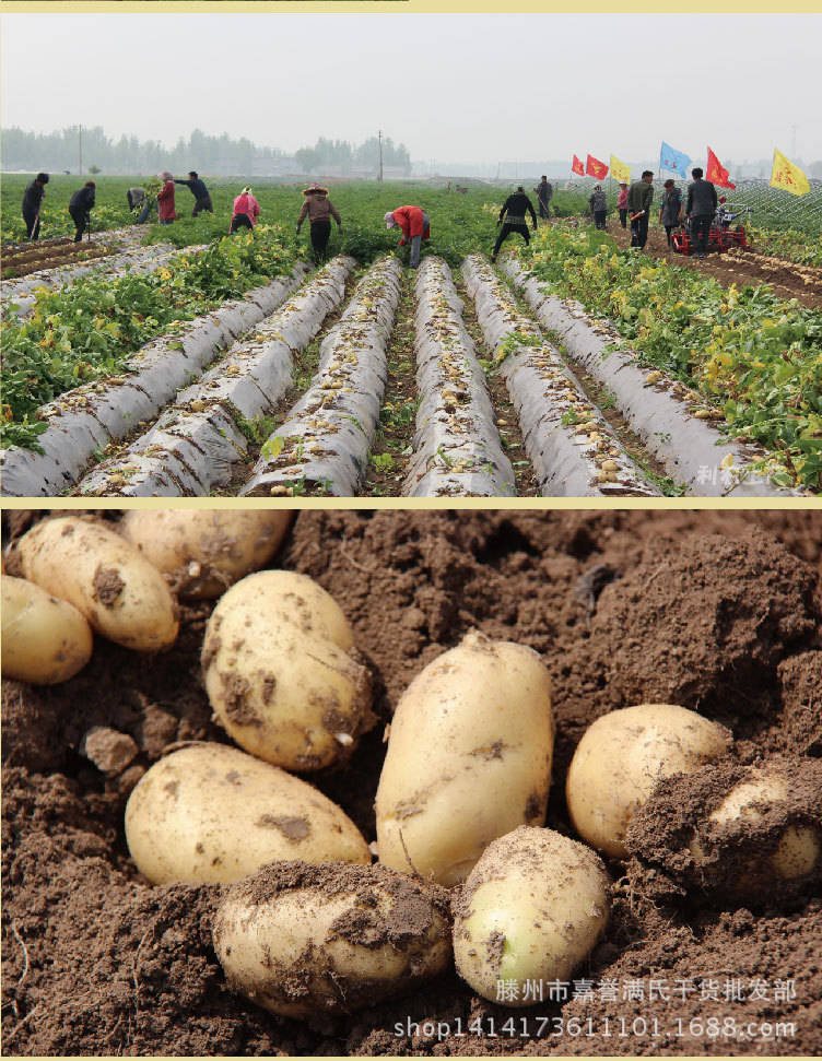大量批发土豆马铃薯之乡山东滕州土特产新鲜蔬菜 利农