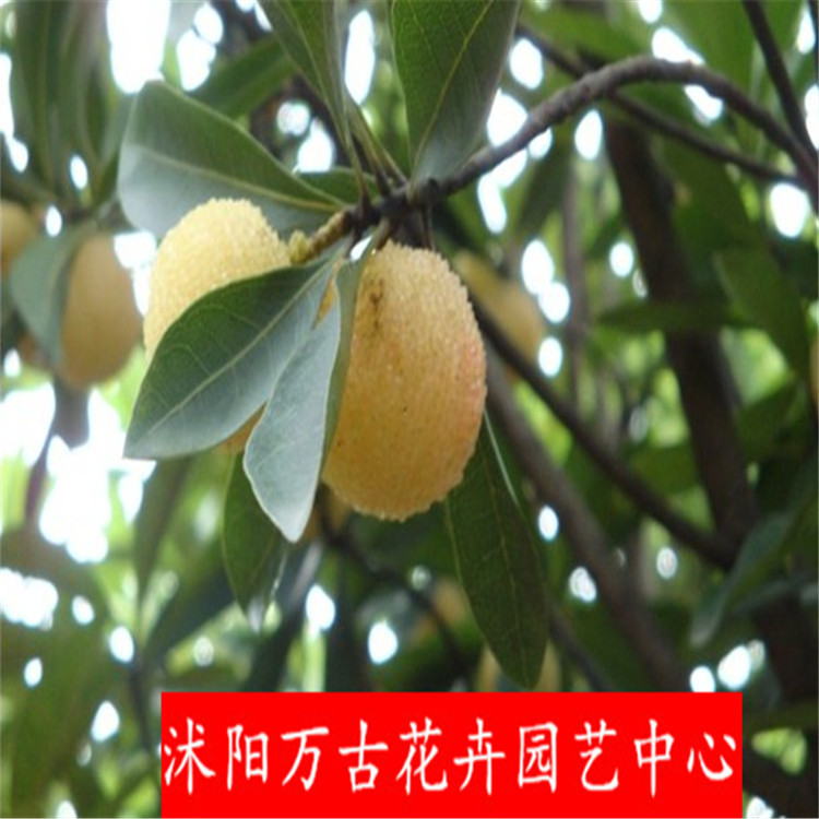 果树-嫁接杨梅树苗大果型白杨梅品种水晶杨梅