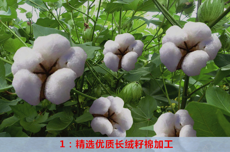 2014华北产棉区 天然棉花 100%优质长绒棉 棉絮 家乡产品