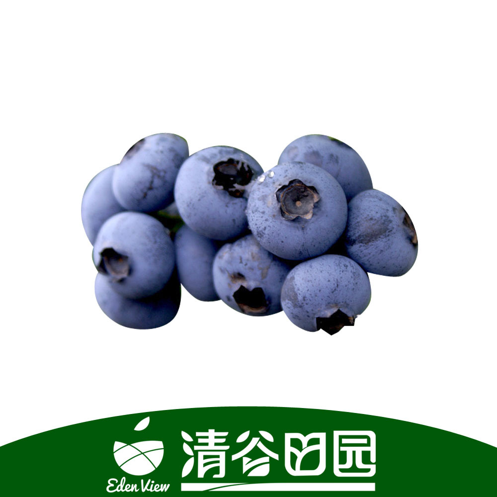 清谷田园 蓝丰 新鲜水果批发产地 国产蓝莓 新鲜