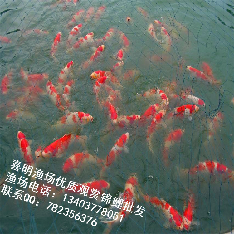 土塘大的当岁鱼4