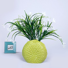 盆栽玉兰花_盆栽玉兰花价格_优质盆栽玉兰花