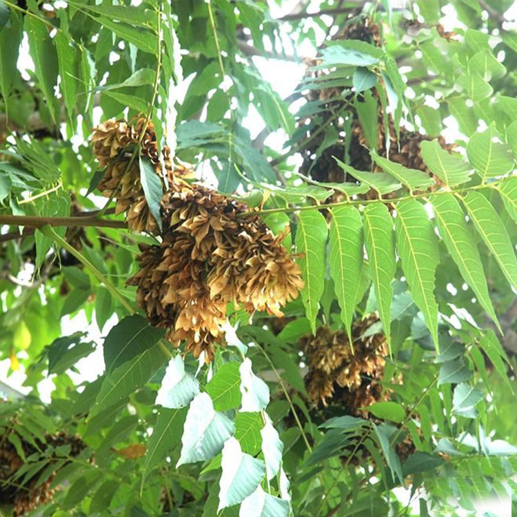 【景佳园艺】供应各种工程苗木 花卉 基地直销 优质 臭椿