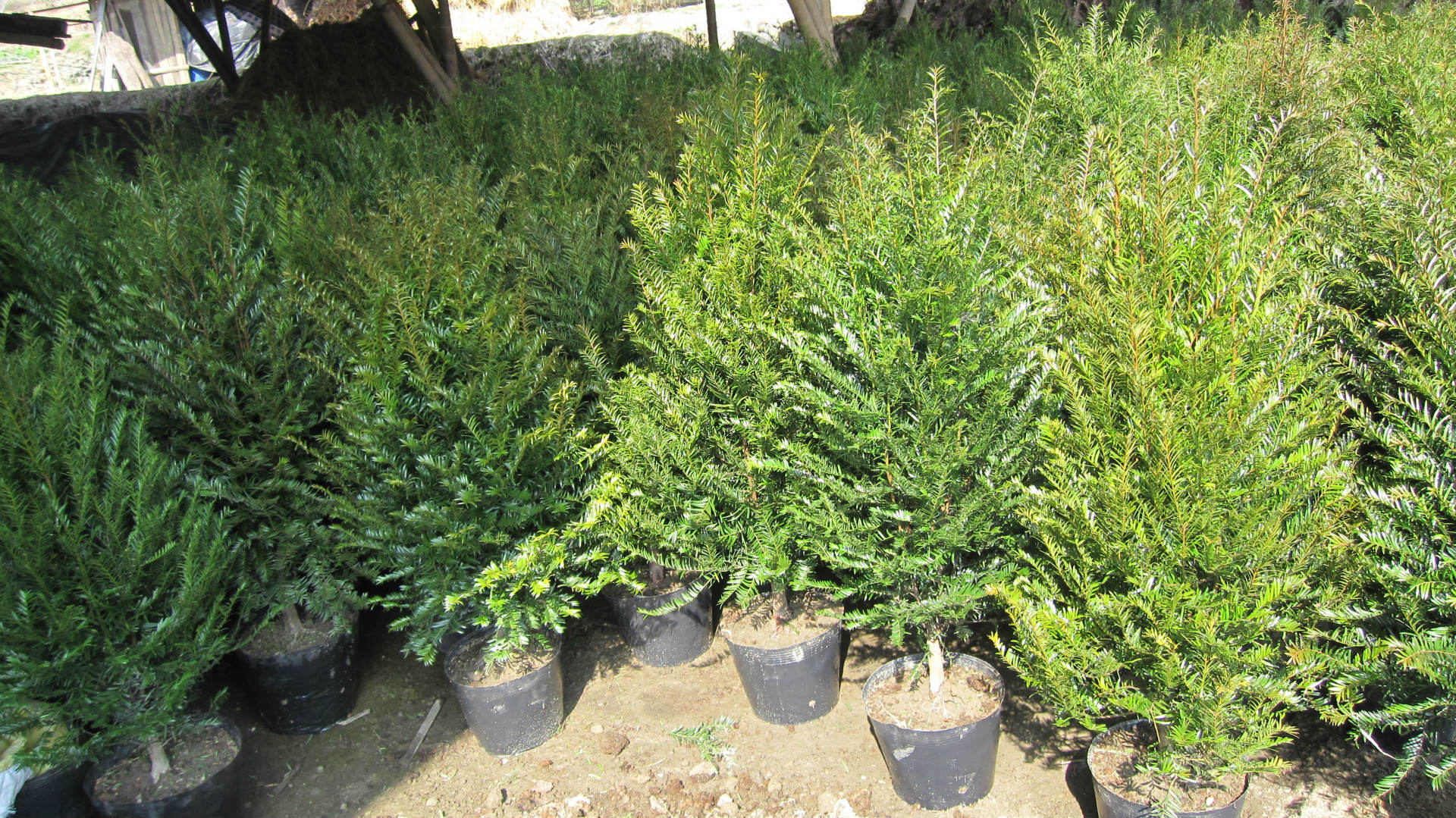 批发采购盆景-福建漳州马口红豆杉批发采购-盆