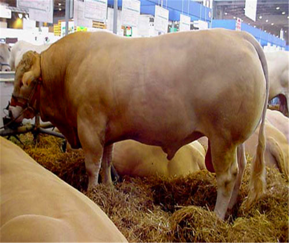 【夏洛莱肉牛】白牛价格,夏洛莱肉牛,肉牛价格,肉牛养殖成本