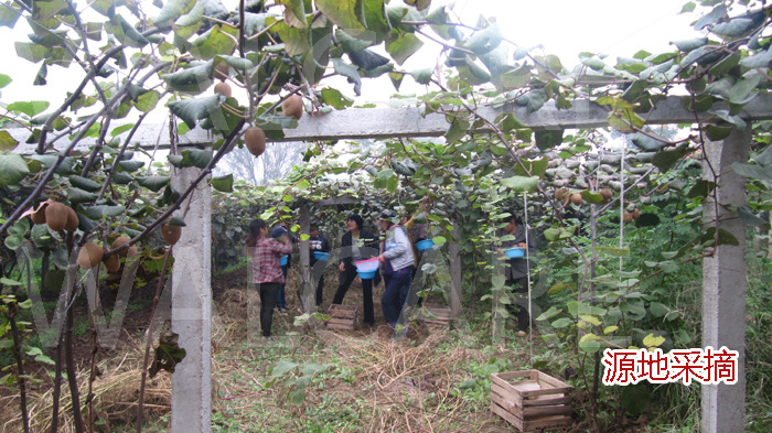 【猕猴桃 原产地直销 当天发货 VS 进口 新西兰