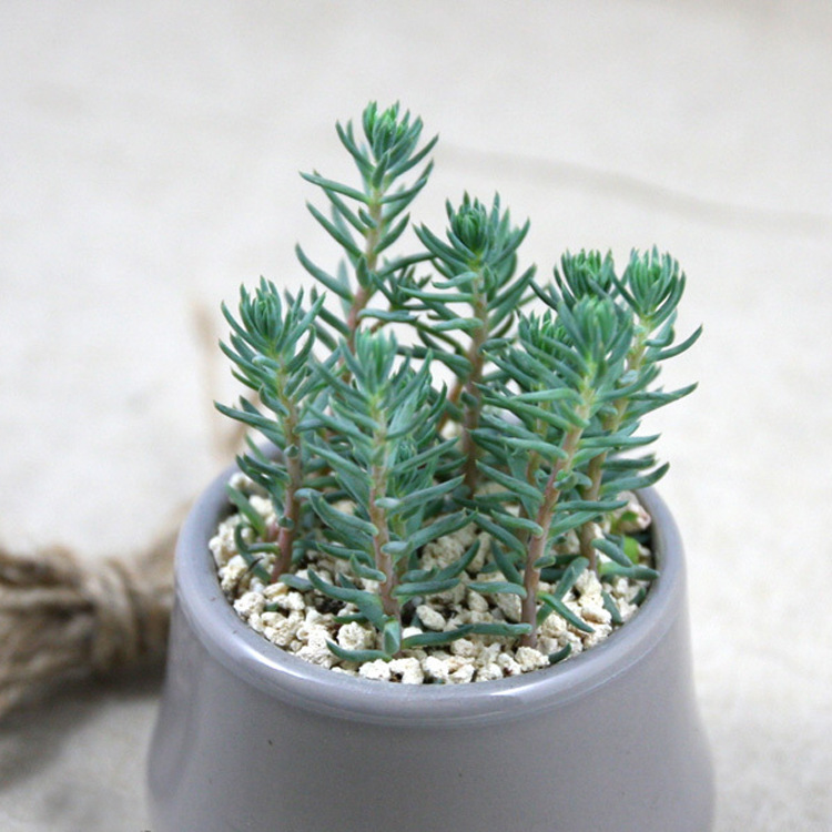 升辰苗木供应多肉植物【蓝松】办公室内迷你盆栽 不带盆发货