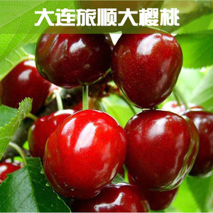 【大连樱桃】大连樱桃价格\/图片_大连樱桃批发