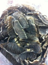 鱼鳃_膨鱼鳃_汽车鱼鳃