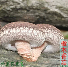 成都土特产批发市场_成都土特产批发市场价格