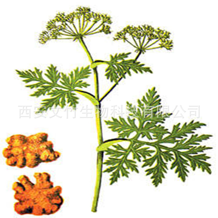 川芎提取物 活血行气 祛风止痛 天然提取物供应