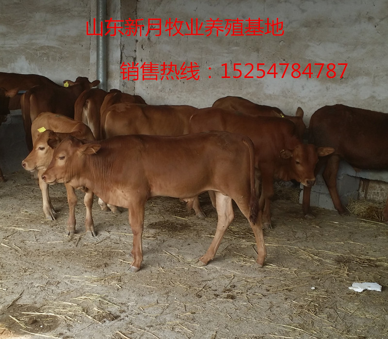 贵州纯种鲁西黄牛养殖场=鲁西黄牛牛犊最新价格
