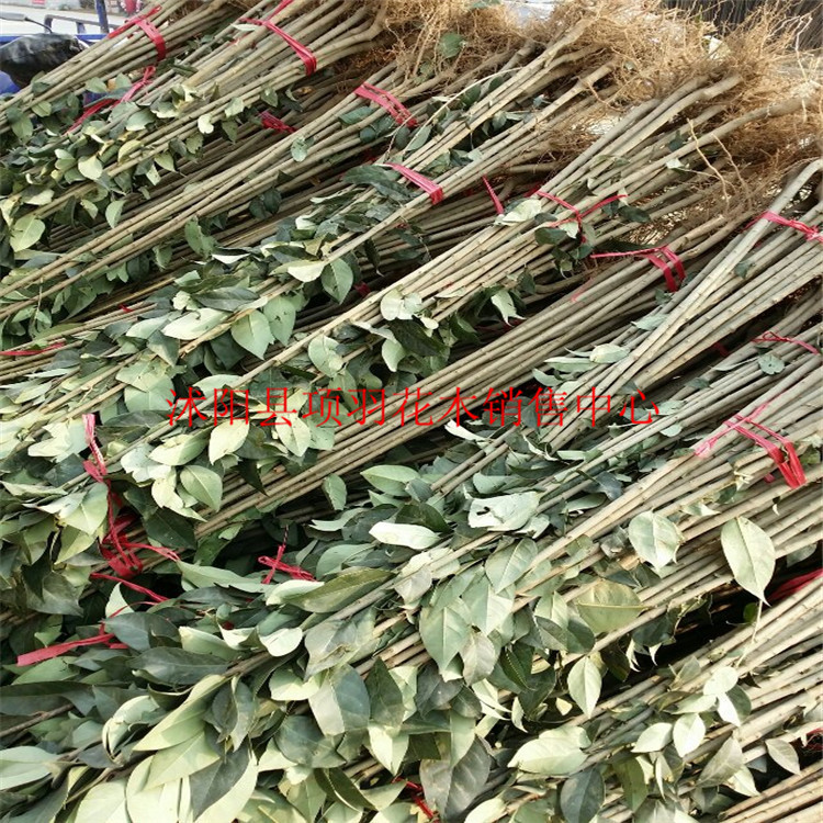 <em>大叶女贞</em>苗木 <em>基地</em>低价直销 欢迎前来购买 图片