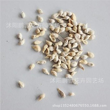 桔子等_种苗、种子、种球_桔子等批发_桔子等供应_阿里巴巴