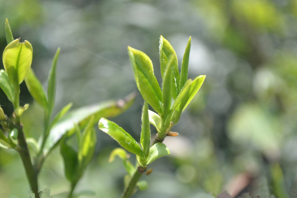 金骏眉明后春茶3级福云六号小种一芽二叶量