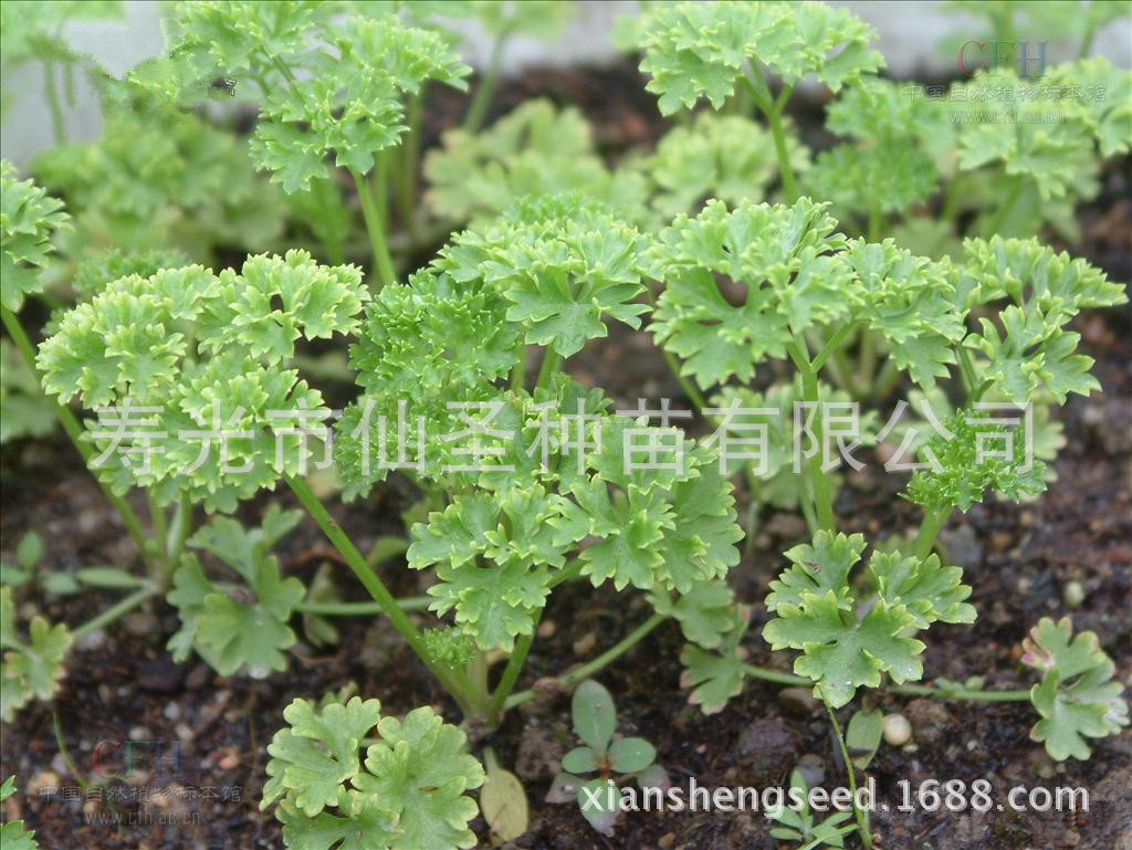 欧芹种子 皱叶意大利芹菜种子 法国香菜 洋芫荽 香料芹菜10g装