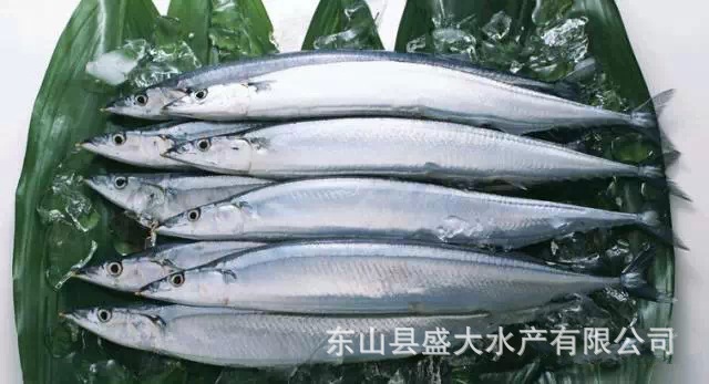 10.松叶仔(学名:丽叶鲹,金带丝鲹)