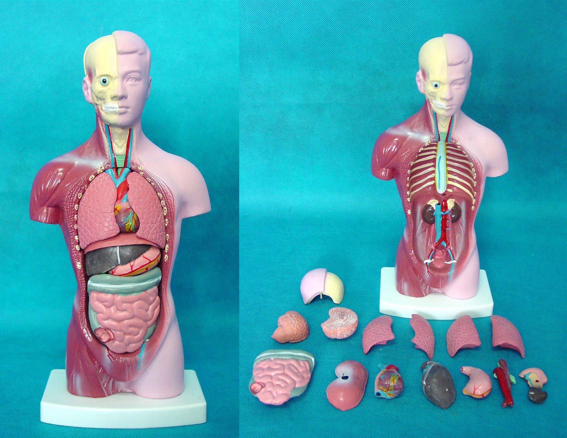人体模型 28cm躯干 人体内脏解剖模型 医用教具骨骼 儿童益智玩具