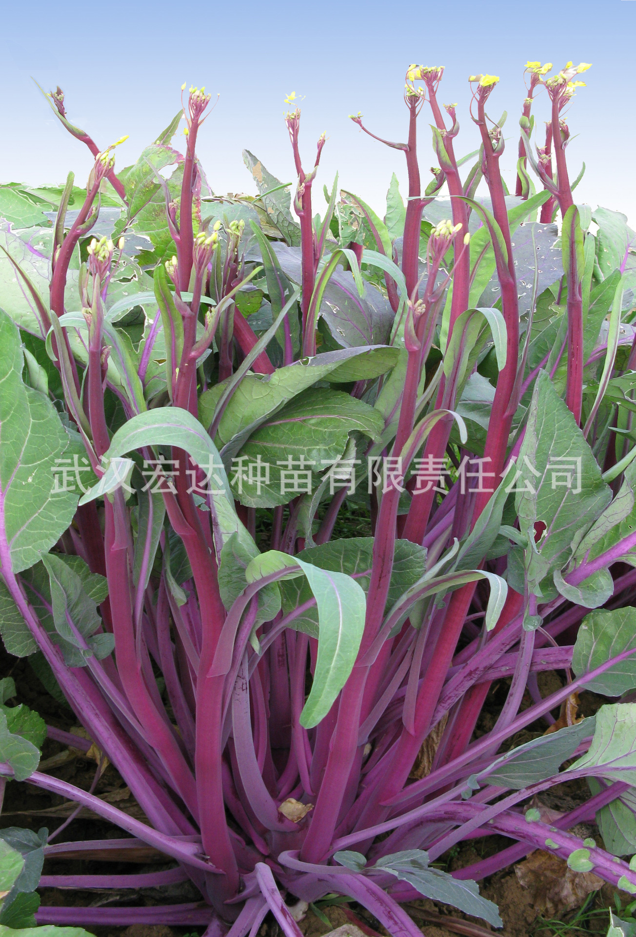 农业 农作物种子,种苗 蔬菜种子,种苗 高产 色泽佳 口感好的红菜苔