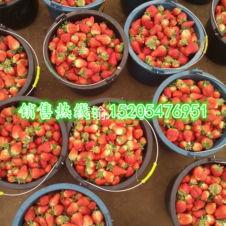曲阜万亩草莓基地供应大量新鲜草莓 低价批发 欢迎采摘