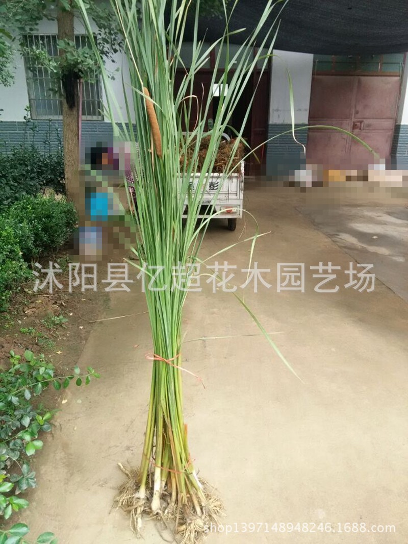 批发 大香蒲苗水体绿化 慈姑水生植物 荷塘绿化黄菖蒲苗净化水体