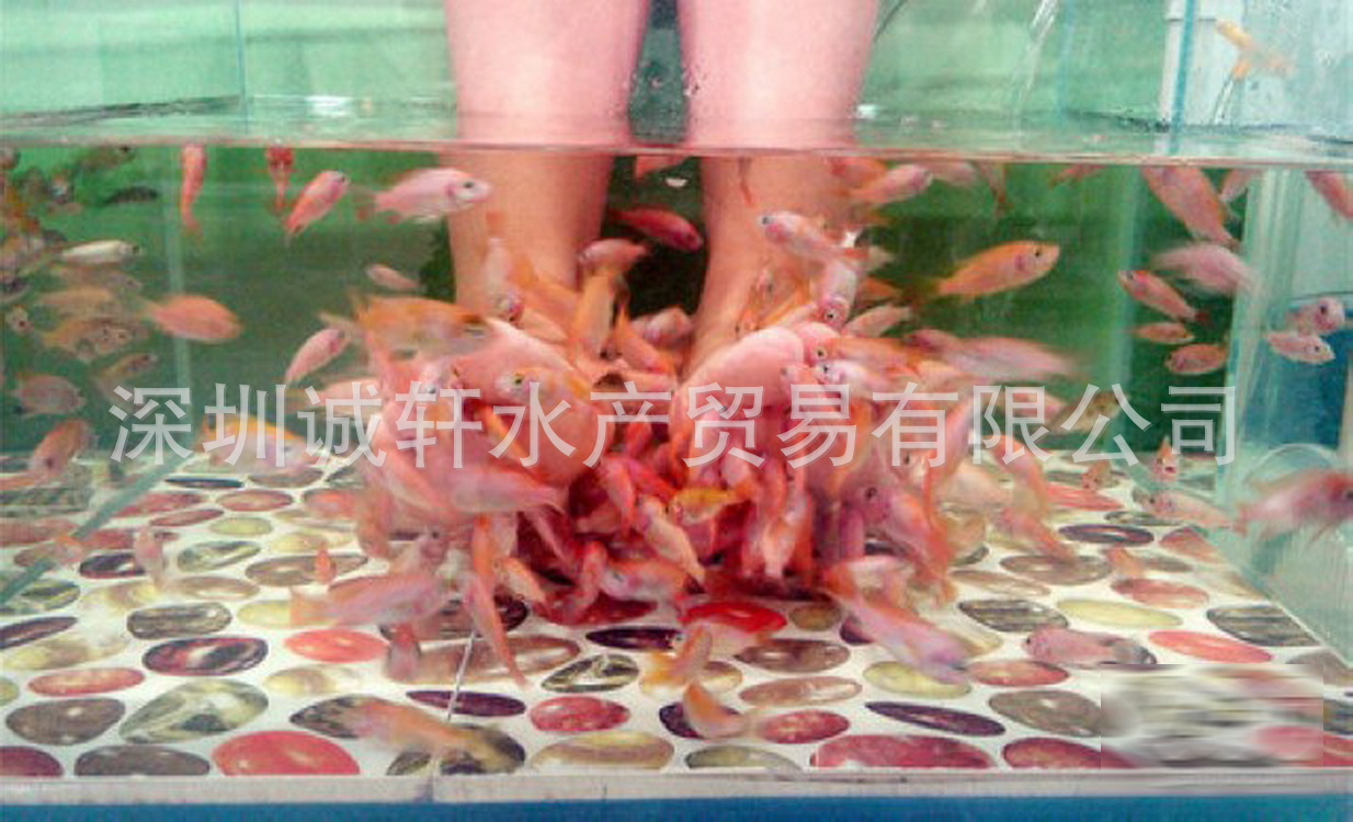诚轩批发红色亲亲鱼苗 温泉鱼 土耳其亲亲鱼 按摩鱼 足疗鱼