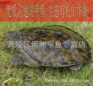 鱼野生甲鱼图片_鱼野生甲鱼图片大全 阿里巴巴海量精选高清图片