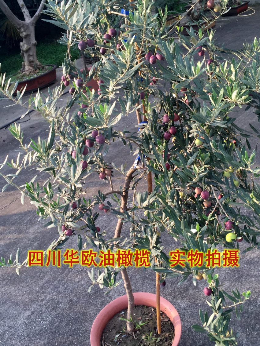 油橄榄树苗木,3-4年树龄.庭院盆栽.盆景批发.意大利.西班牙品种