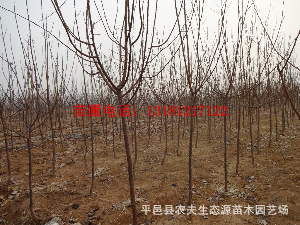 三公分杏树 四公分大杏树 五公分杏树大树 六公分杏树苗当年结果