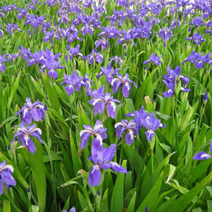 基地直销绿化水培植物 水生鸢尾 蓝花鸢尾 黄花鸢尾