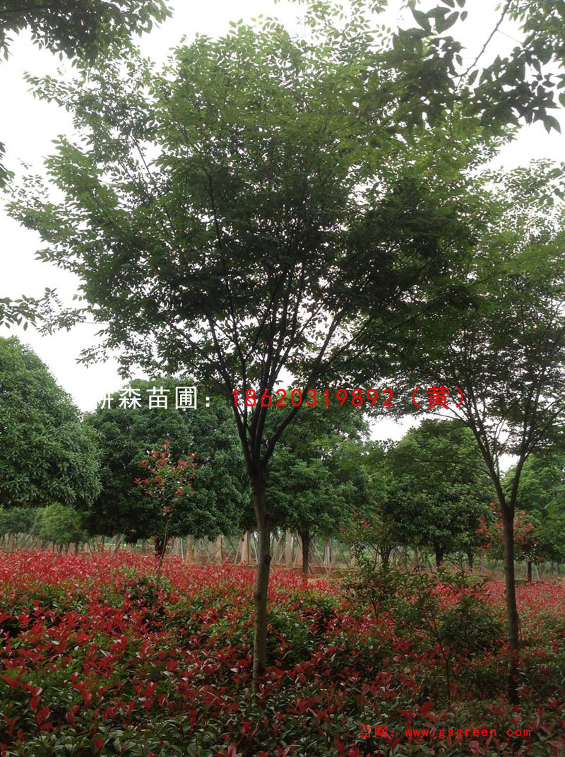 全冠移植榉树树苗 广东湖南沙榔树苗圃基地直销 价格优惠