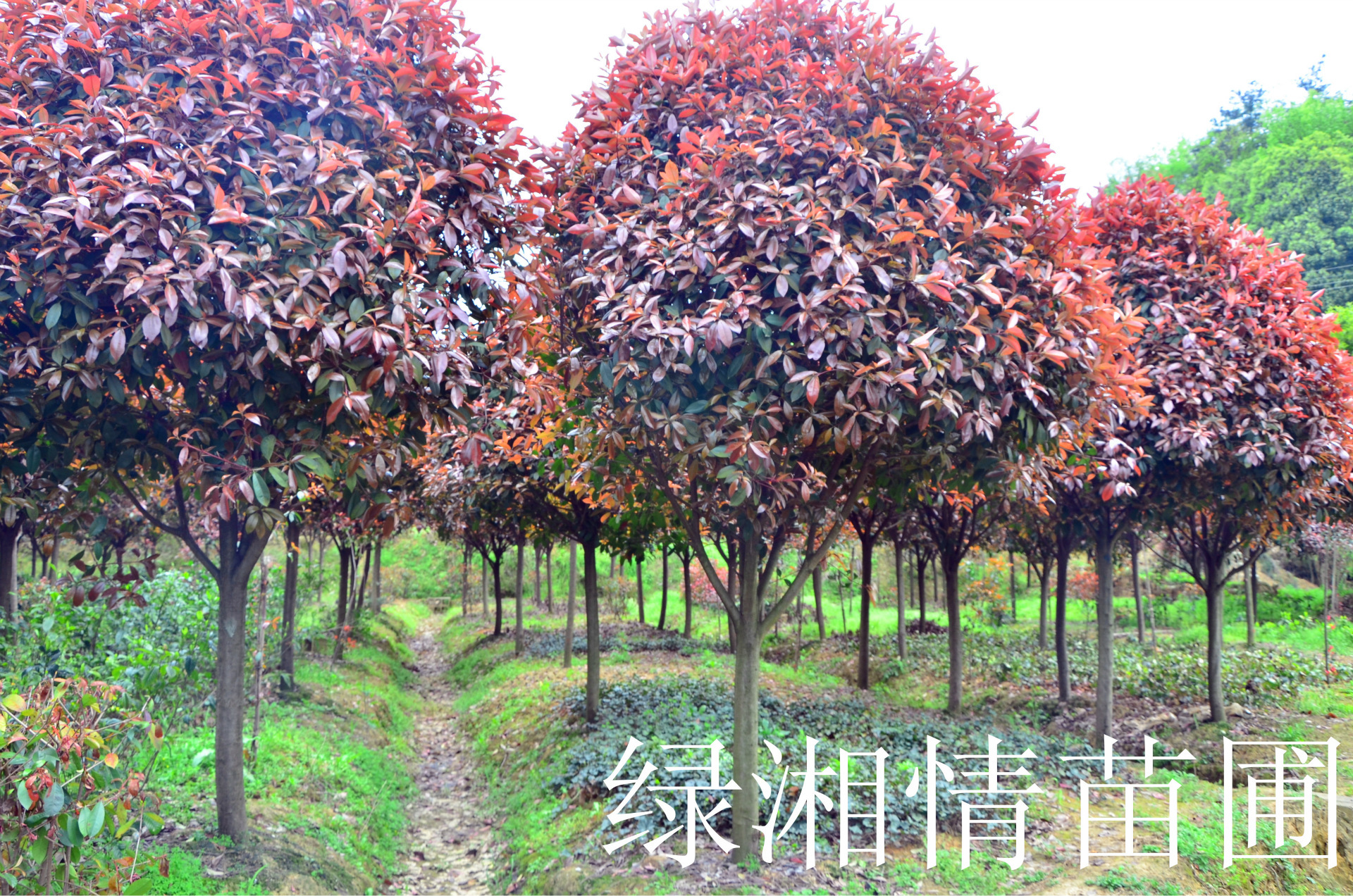 湖南绿湘情苗圃红叶石楠树,红叶石楠球贵州出售