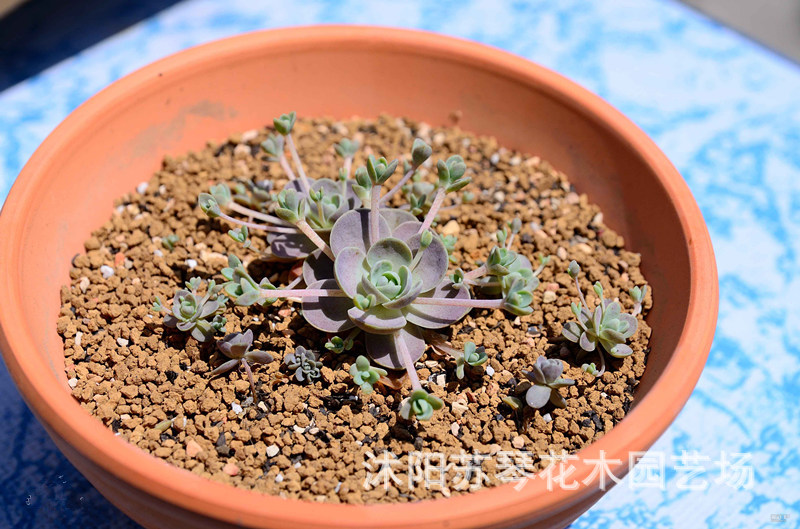 子持年华 白蔓莲多肉组合莲花 多肉植物 景天科多肉拼盘