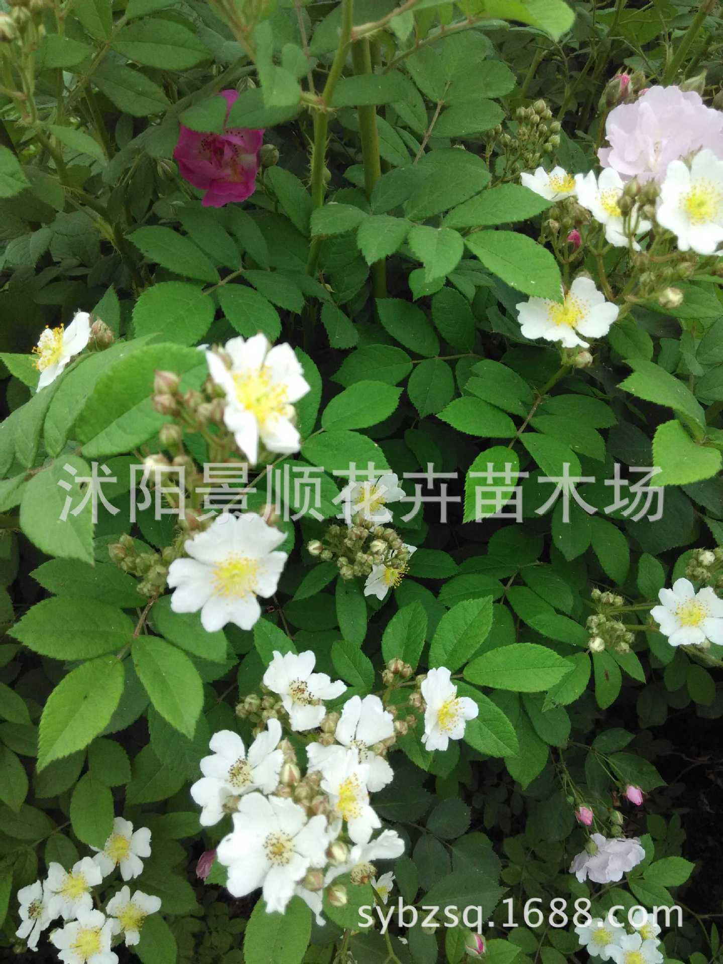 蔷薇苗 多花蔷薇花苗 当年开花爬墙藤蔓植物 日本无刺蔷薇苗