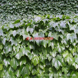 攀援植物 美国地锦 五叶地锦 爬山虎 爬藤植物 爬墙高手 2年生苗