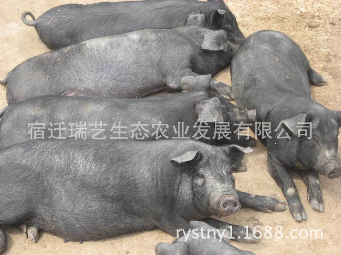 纯正黑土猪 生态黑猪苗 绿色散养黑土猪 纯粮喂养无生长激素