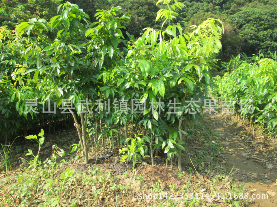 荔枝苗_果苗 果树苗 荔枝苗 桂味荔枝苗 正品嫁