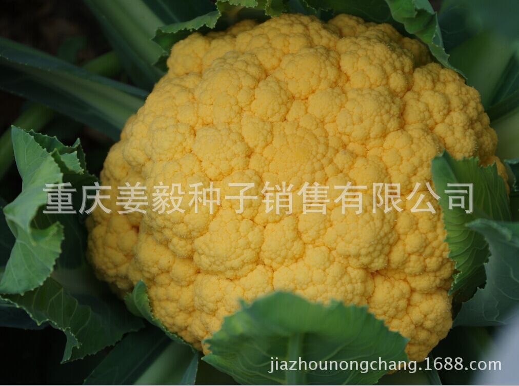 安德鲁黄色花椰菜种子 欧洲原装进口纯黄色花椰菜品种 10克/代
