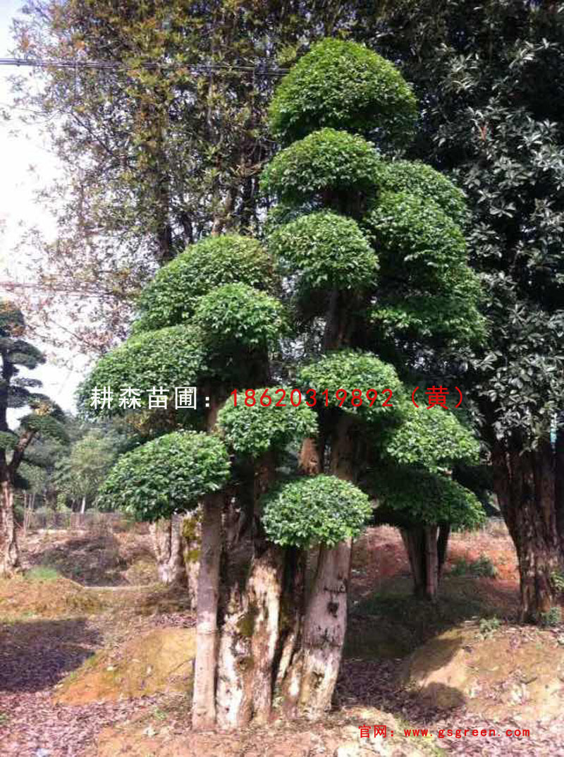 造型女贞景观树 湖南 广东苗圃基地直销 价格优惠