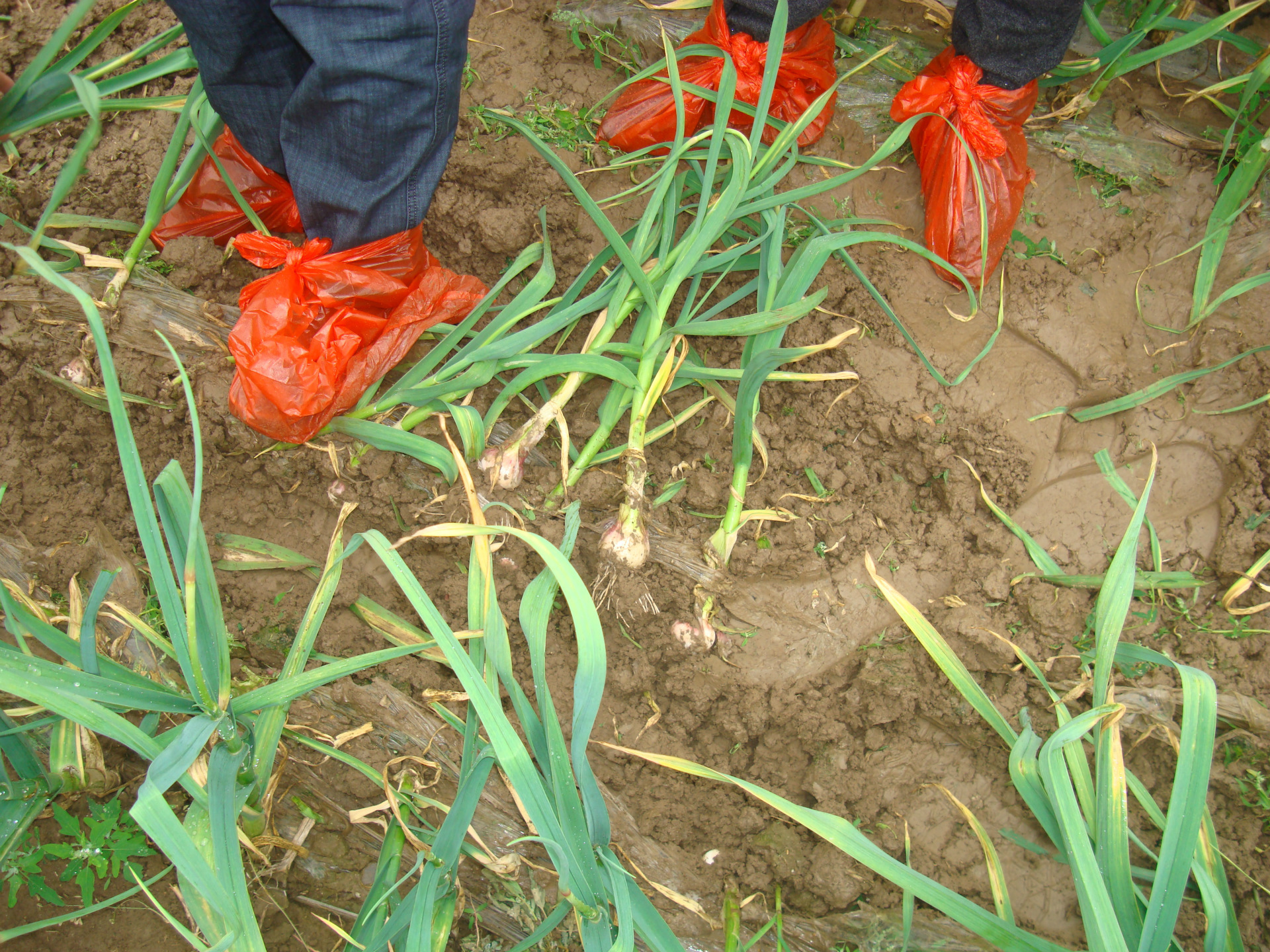 挖蒜设备-江苏挖蒜设备