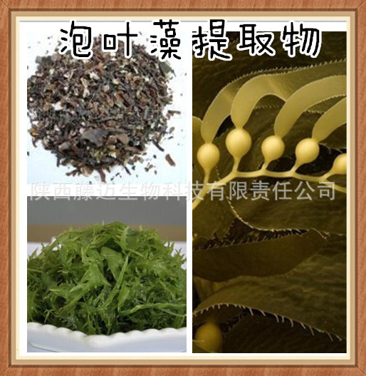 泡叶藻提取物 纯天然抗氧化原料20:1抗病毒,抗菌厂家热销泡叶藻