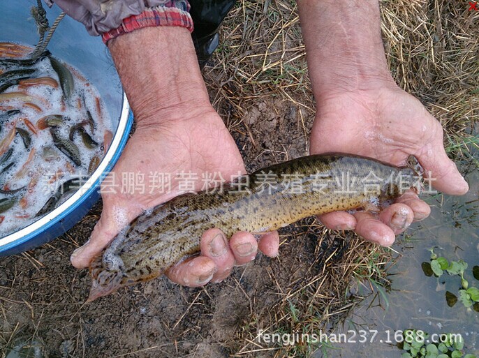 广东鱼苗新兴养殖品种台湾泥鳅苗种寸苗批发合作鱼场直供包活