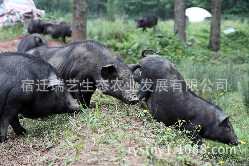 环江香猪 生态养殖环江香猪 纯种环江香猪 育种环江香猪销售仔猪