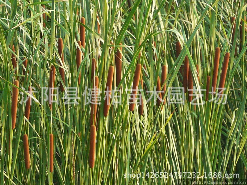 供应水生植物 花叶香蒲 花叶香蒲苗 花叶香蒲 量大优惠