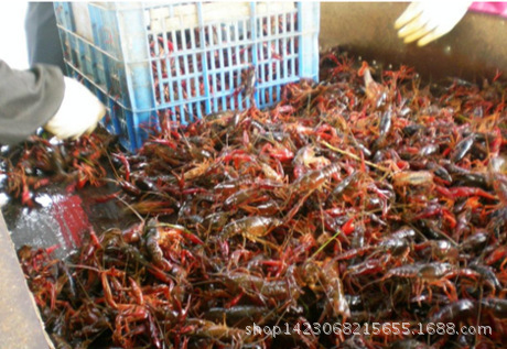 鄱阳湖小龙虾 鲜活小龙虾 淡水小龙虾批发234两以上红虾 包邮