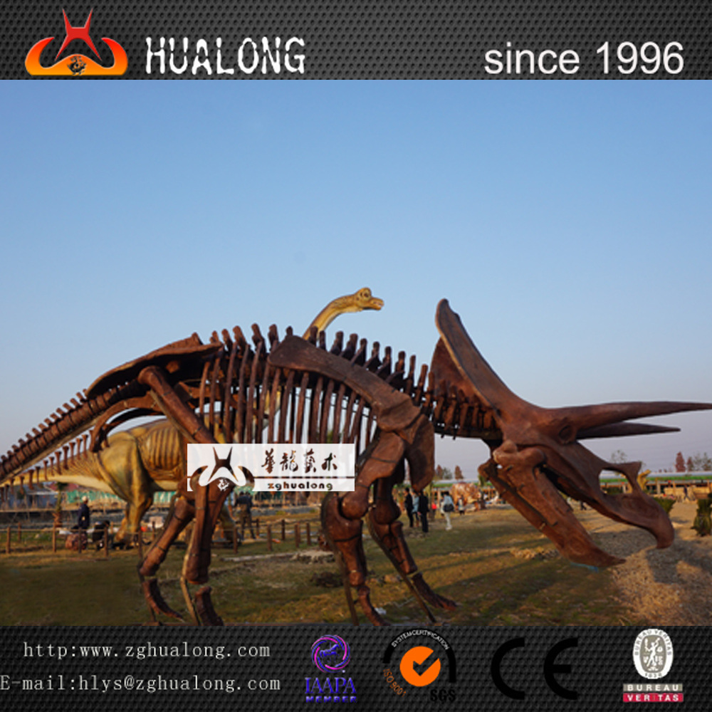 三角龙化石_triceratops fossil 三角龙化石 骨骼化石 历史博物馆展览
