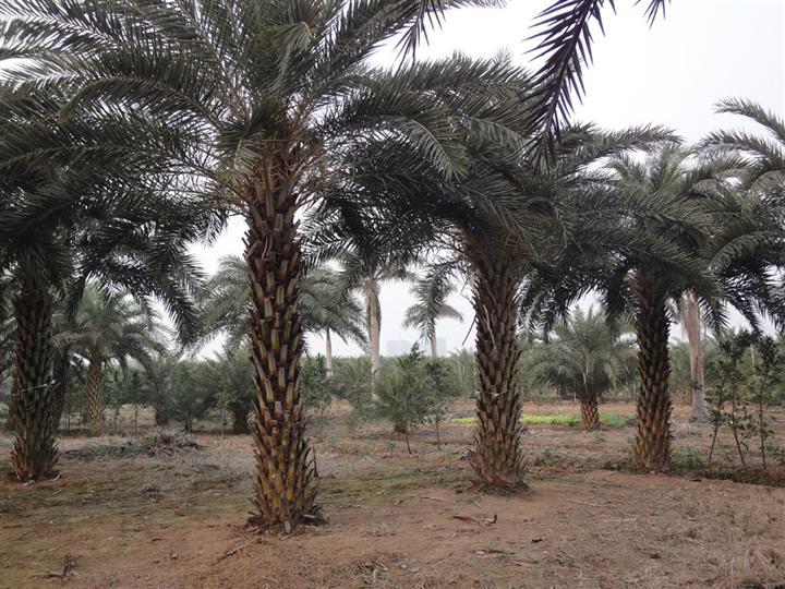 中东海枣_价格银海枣_福建中东海枣价格 银海