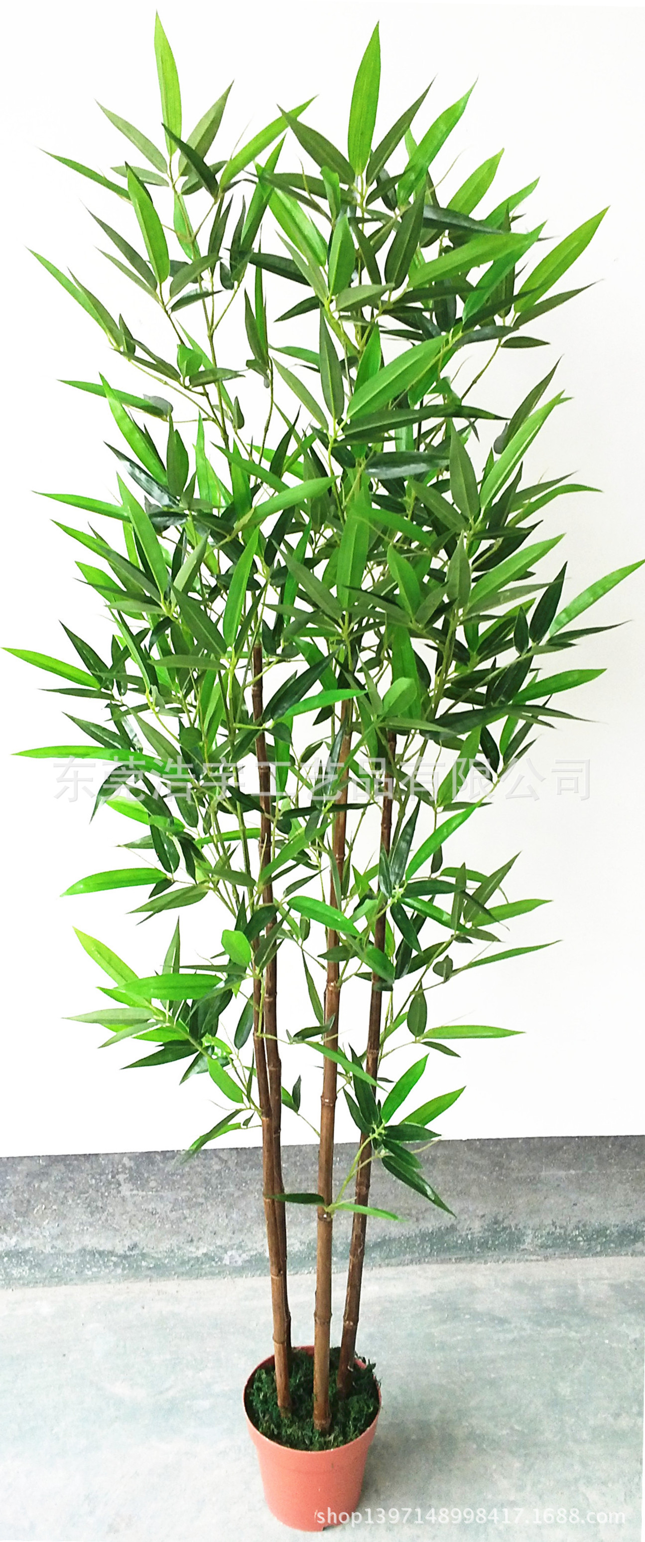 低矮竹子漂亮品种有哪些（六种适合家养的竹子介绍） - 花儿网
